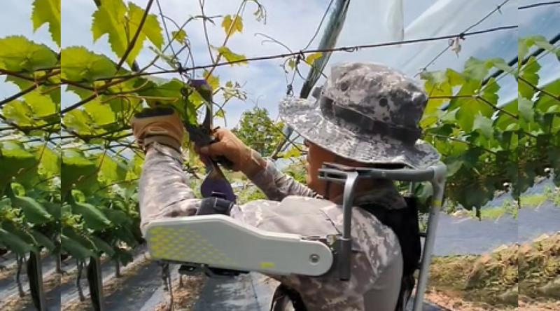 현대로템 웨어러블 VEX를 활용한 포도 가지 결속