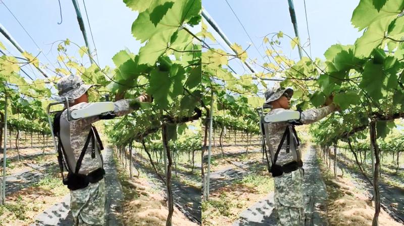 현대로템 웨어러블 VEX를 활용한 포도 곁순 제거